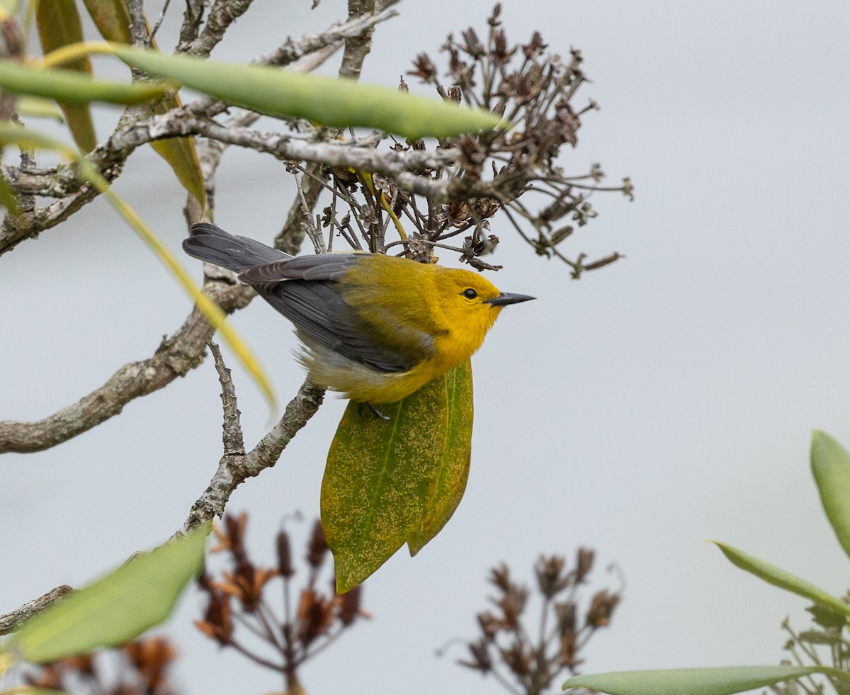 Prothonotary Warbler - ML618256162