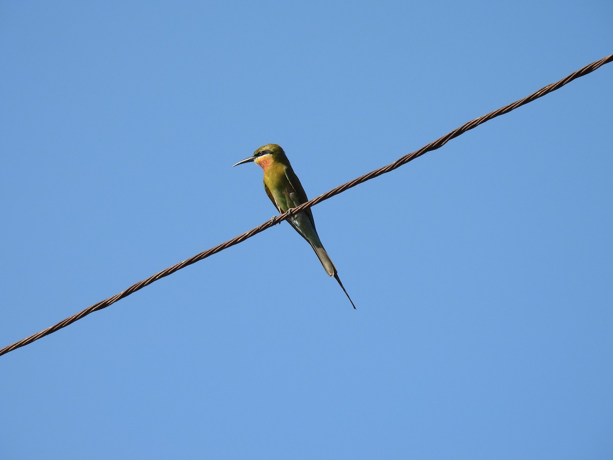 Blue-tailed Bee-eater - ML618256184