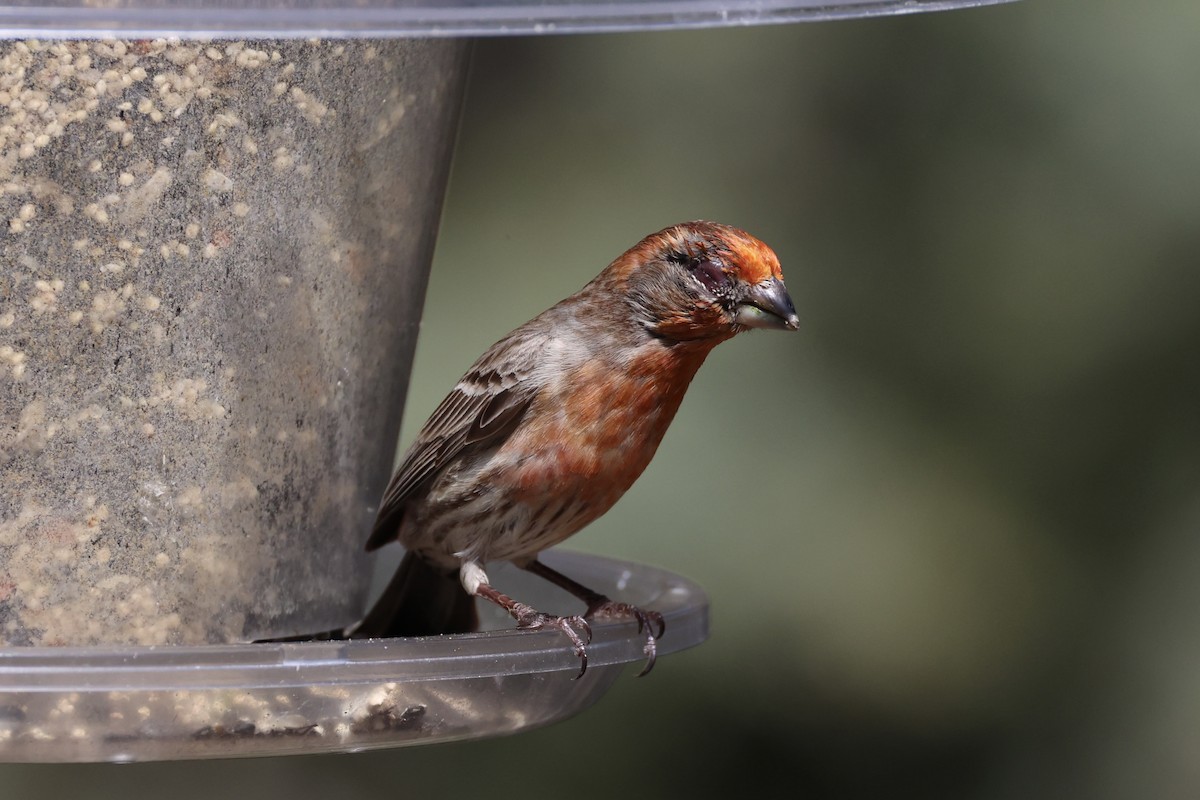 House Finch - Andrew William