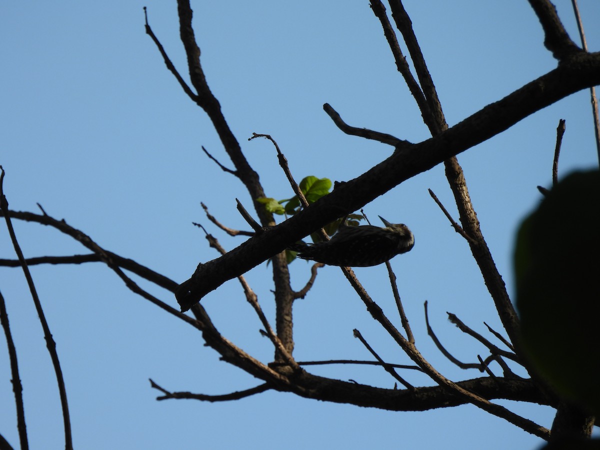 Philippine Pygmy Woodpecker - ML618256200
