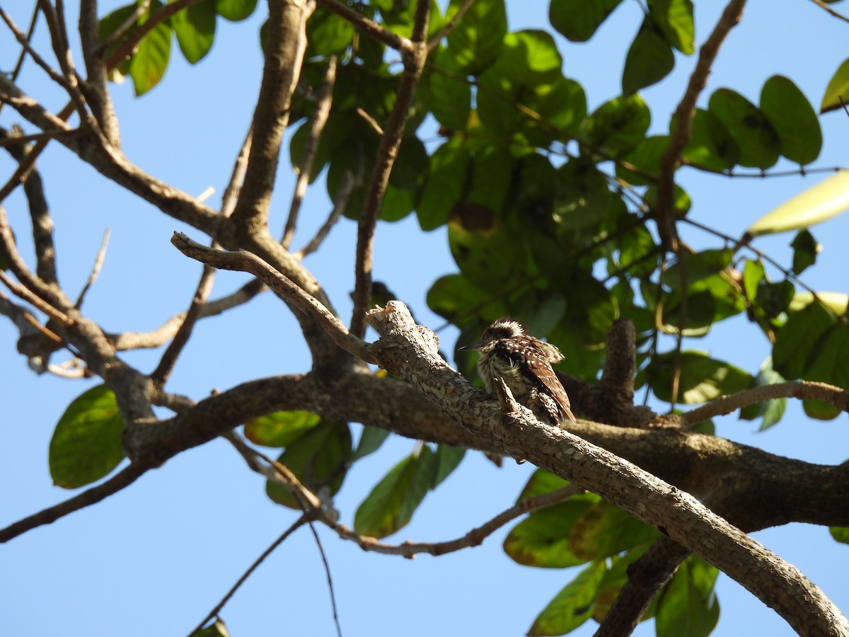 Philippine Pygmy Woodpecker - ML618256201