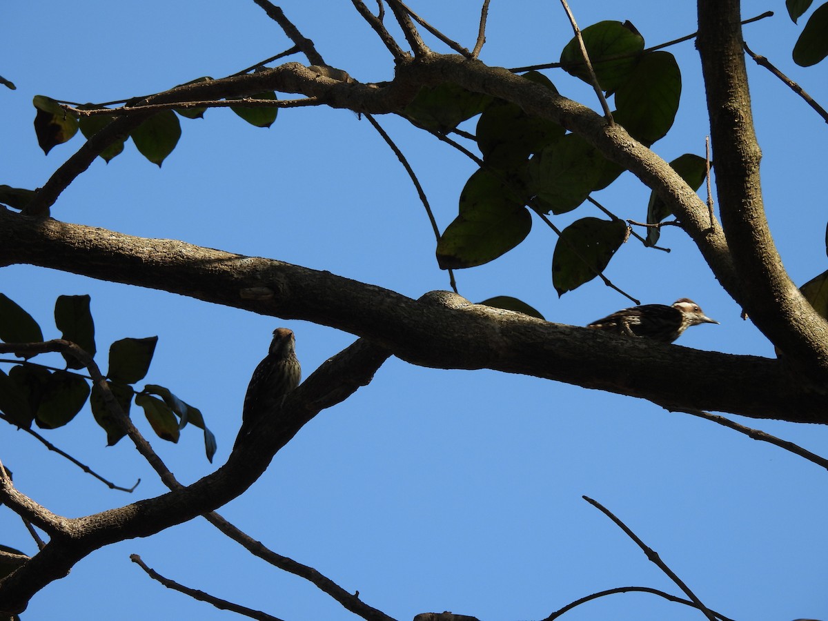 Philippine Pygmy Woodpecker - ML618256202
