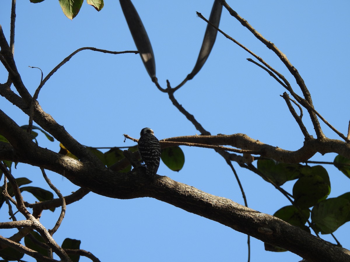 Philippine Pygmy Woodpecker - ML618256203