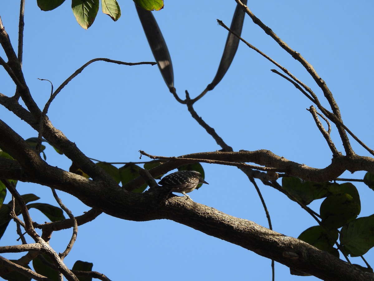 Philippine Pygmy Woodpecker - ML618256204