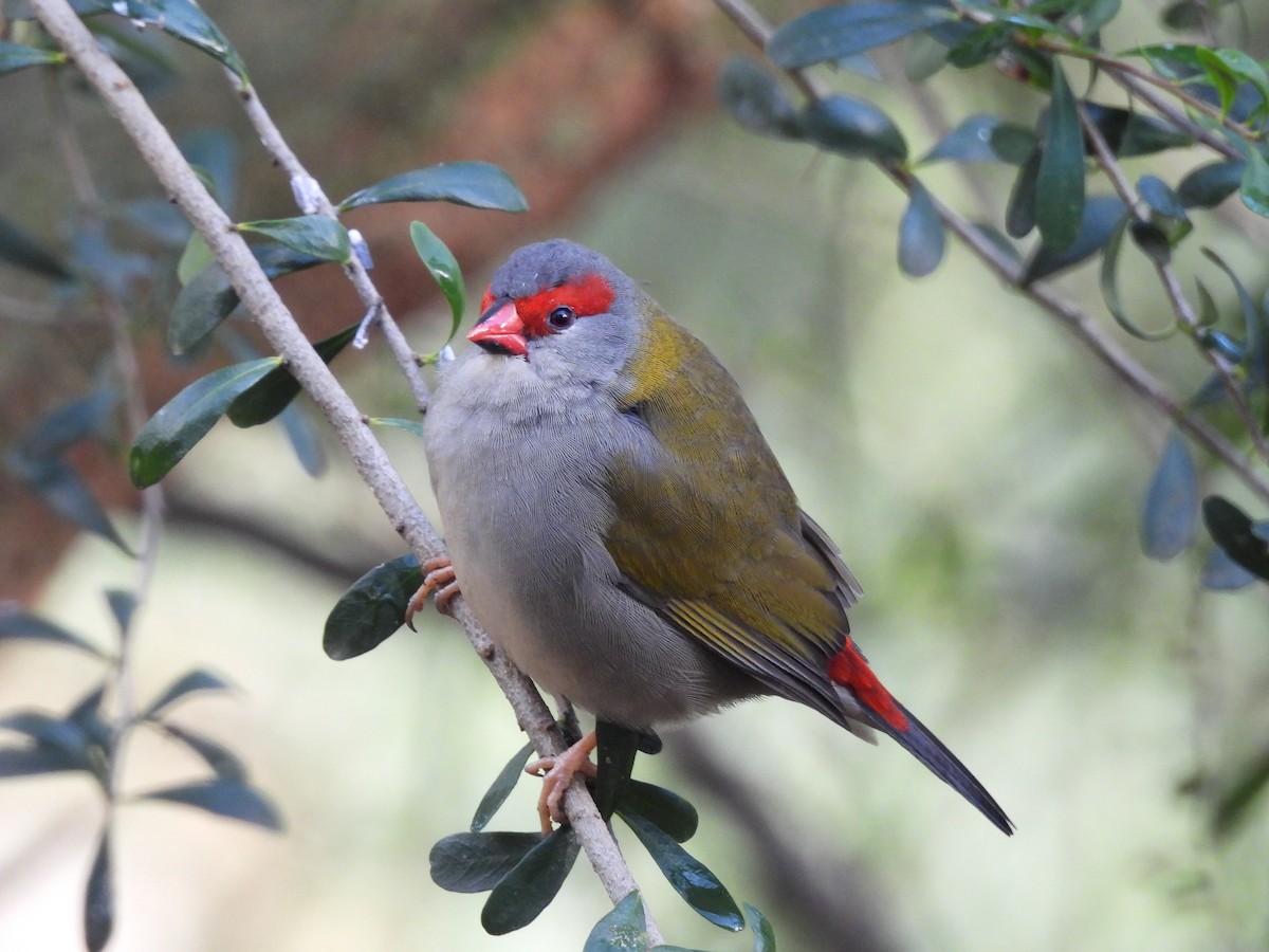 Red-browed Firetail - ML618256213
