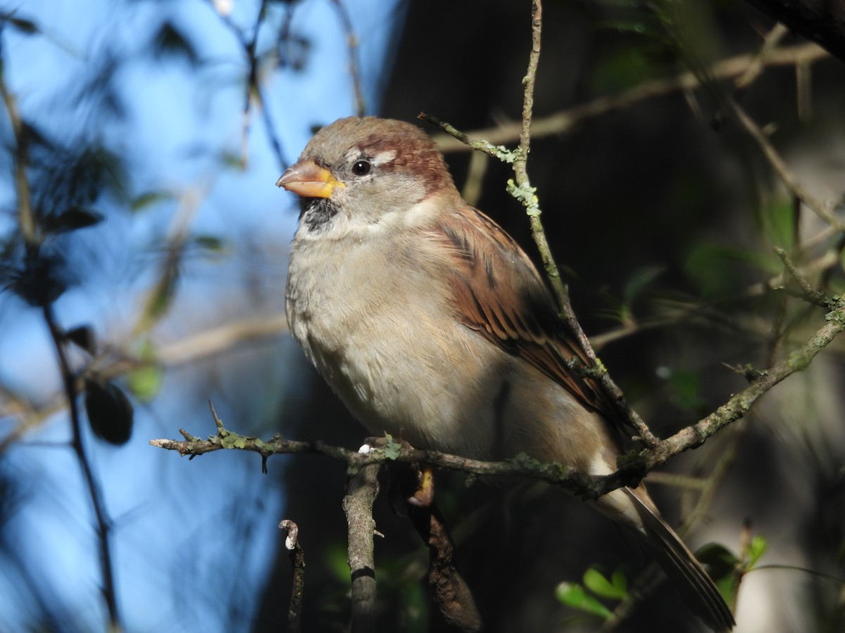 House Sparrow - Chanith Wijeratne
