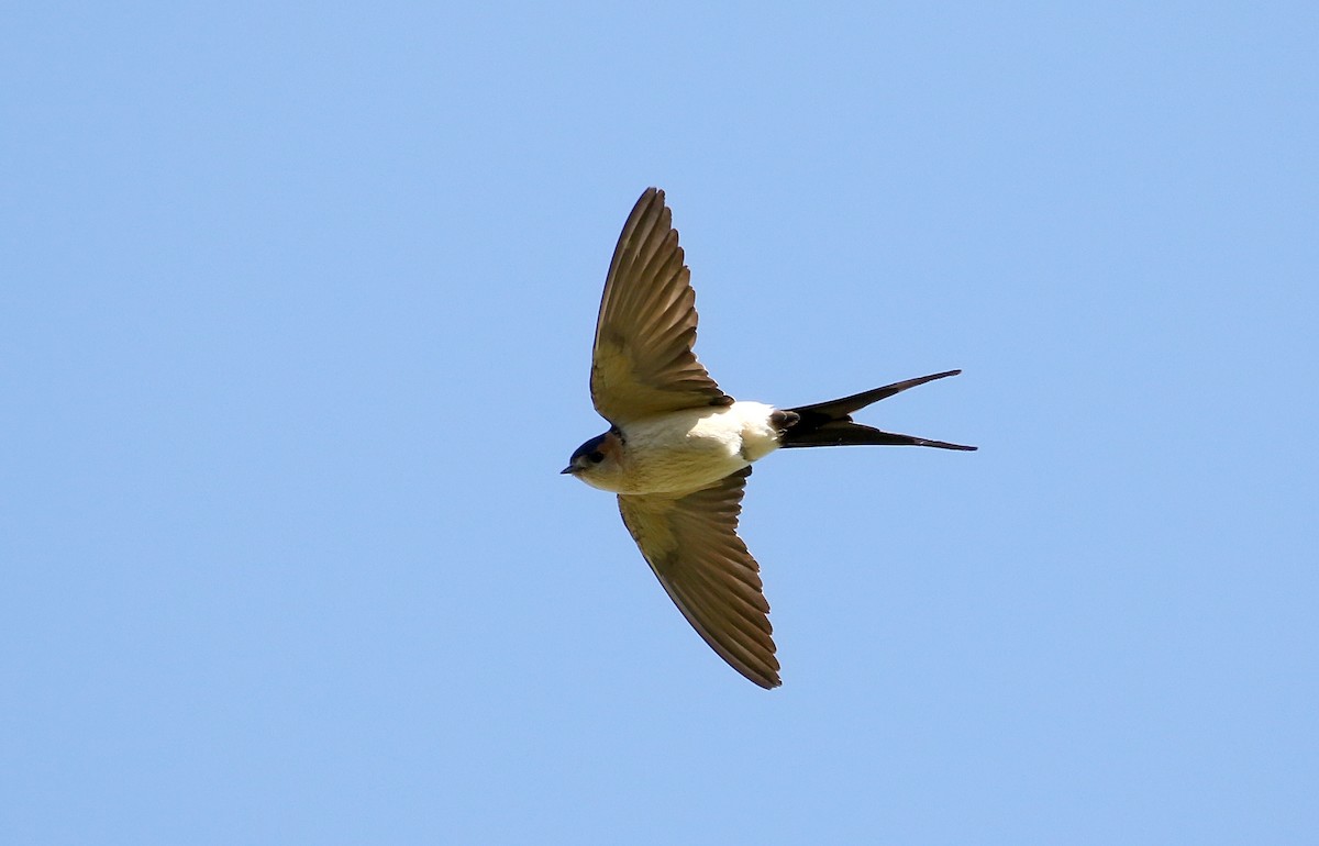 Red-rumped Swallow - ML618256247