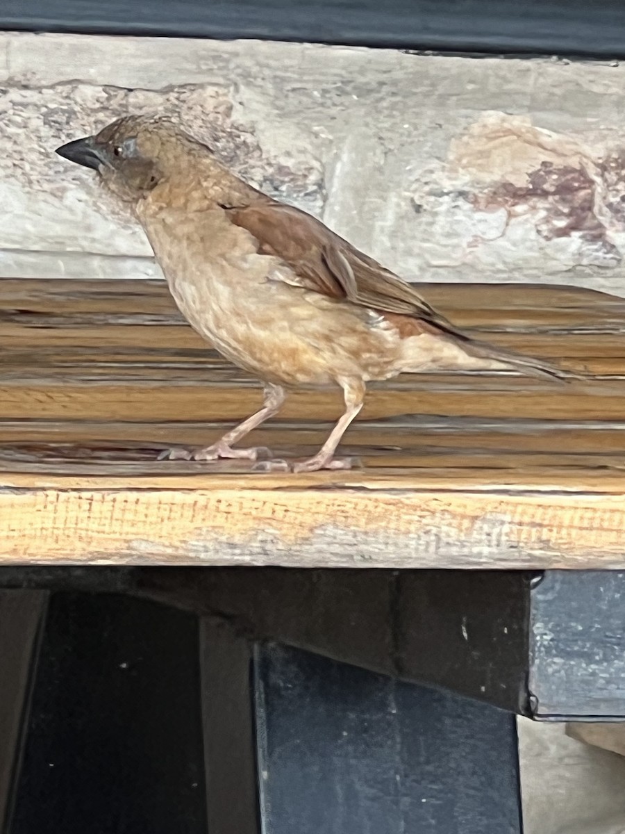 Northern Gray-headed Sparrow - ML618256251