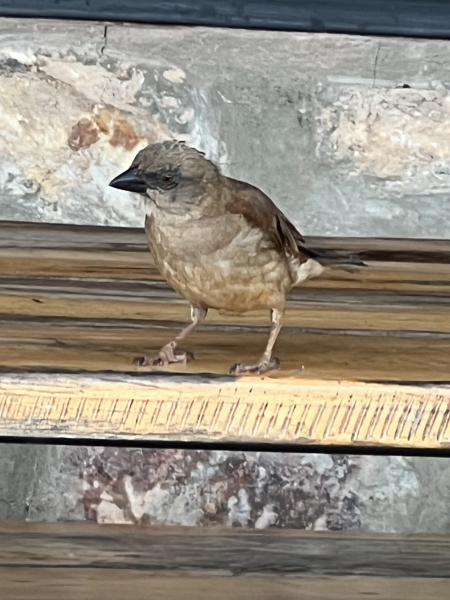 Northern Gray-headed Sparrow - ML618256252