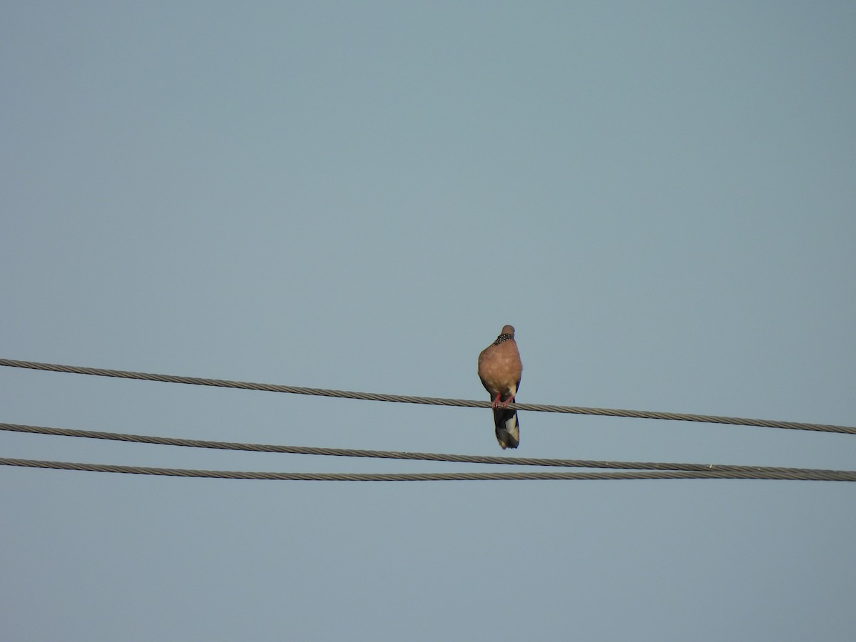 Spotted Dove - ML618256253