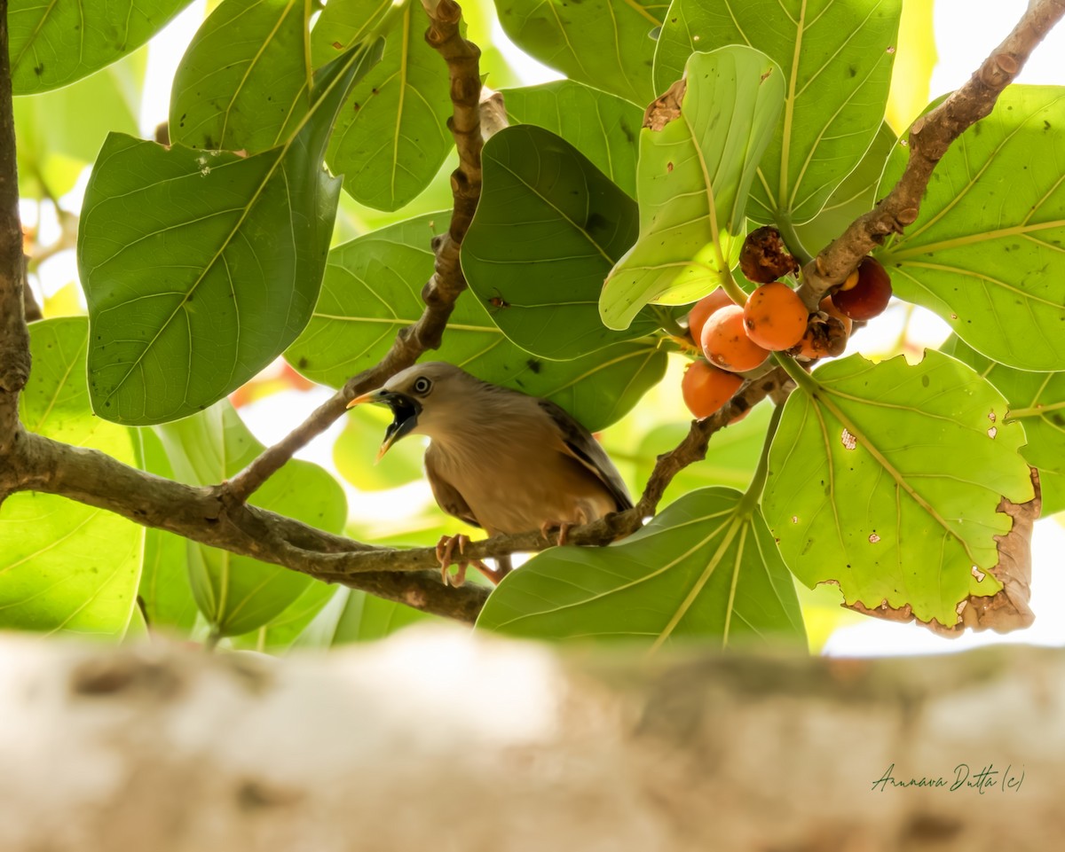 Chestnut-tailed Starling - Arunava Dutta