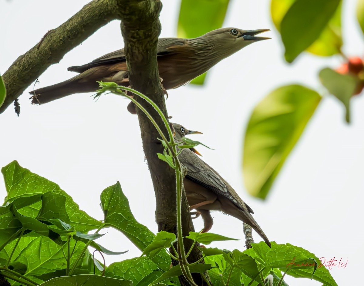 Chestnut-tailed Starling - Arunava Dutta