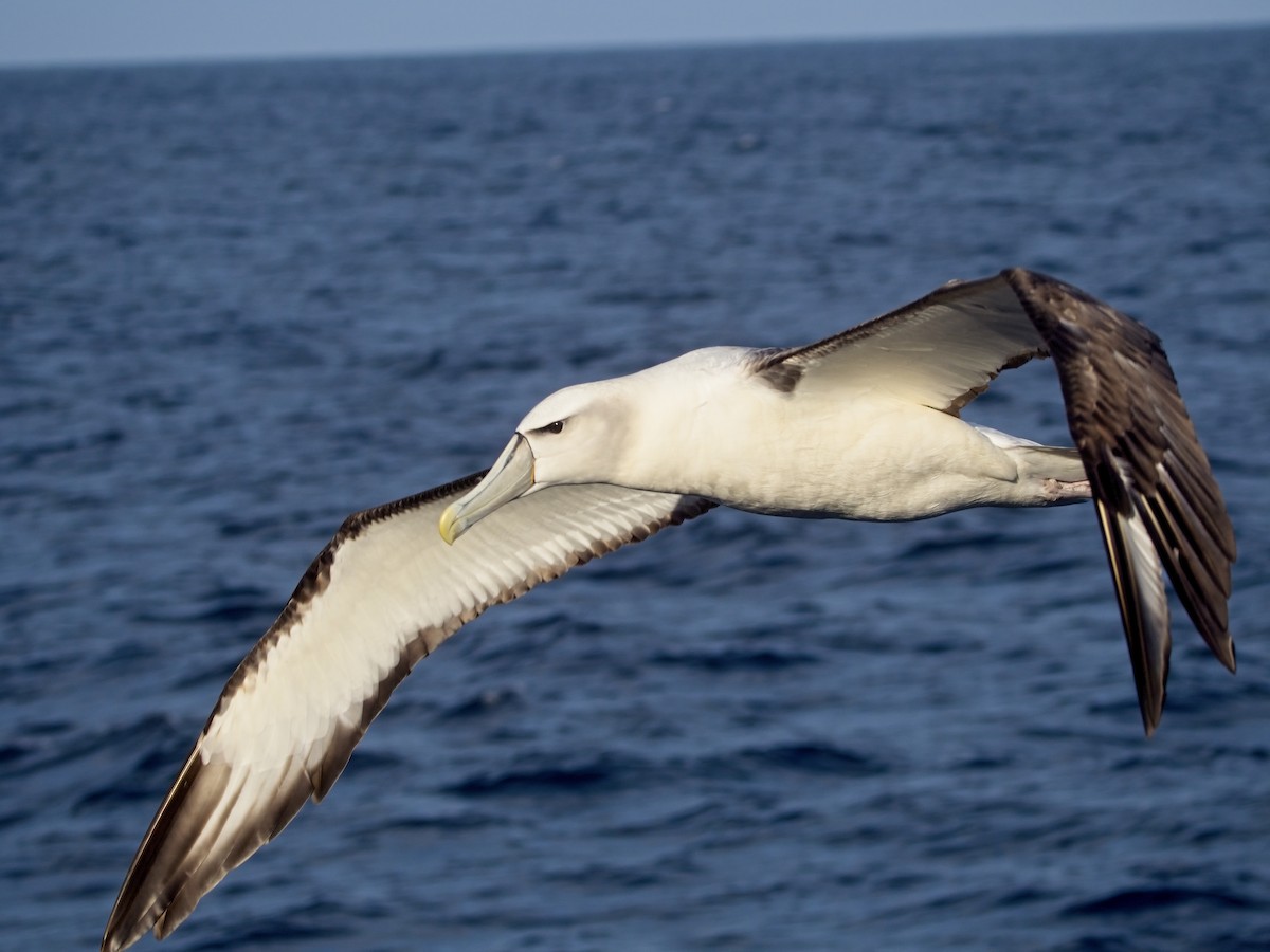 White-capped Albatross - ML618256298