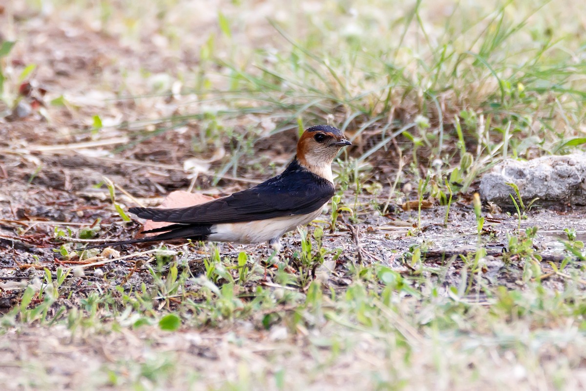 Red-rumped Swallow - ML618256308