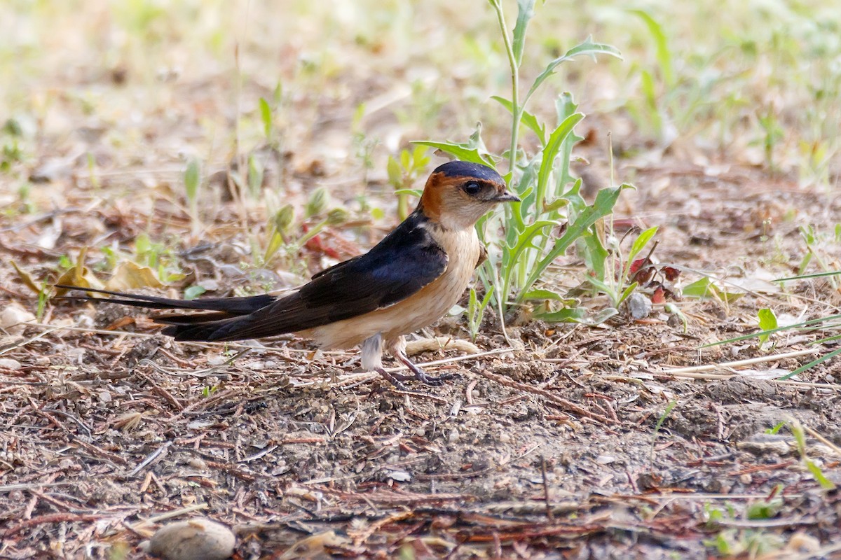 Red-rumped Swallow - ML618256312