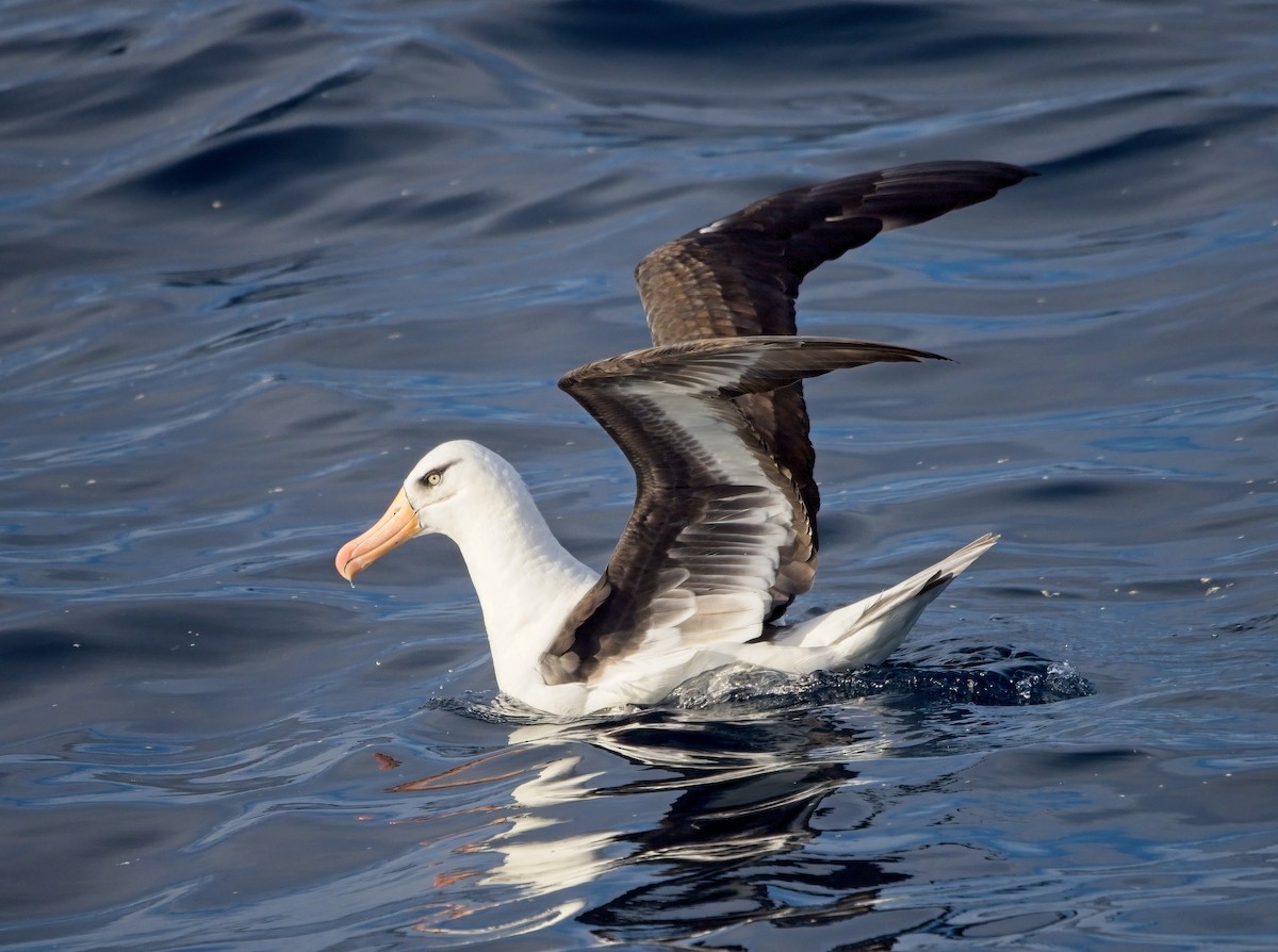 Black-browed Albatross (Campbell) - Nimal Karunajeewa