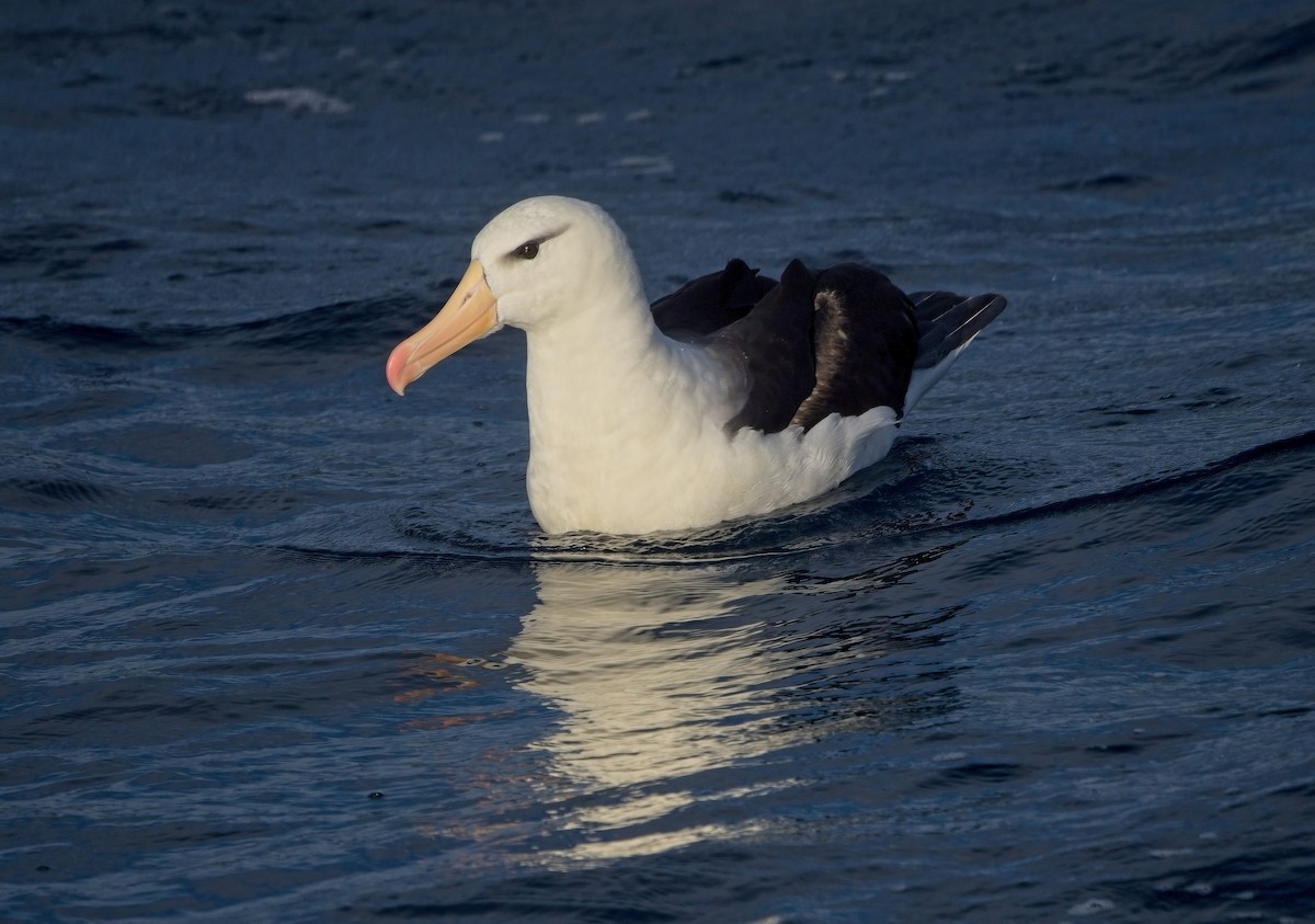 Black-browed Albatross (Black-browed) - ML618256322