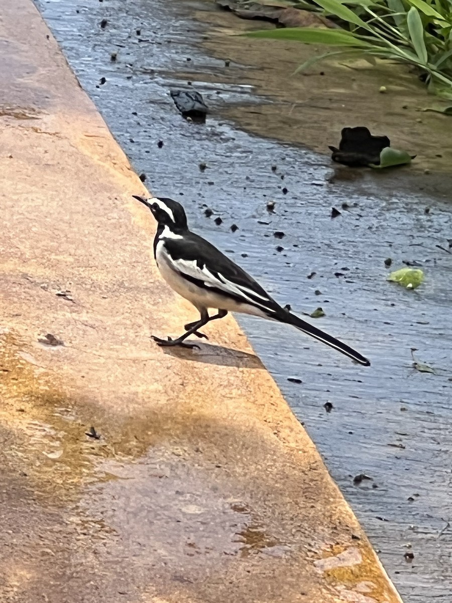 African Pied Wagtail - ML618256326