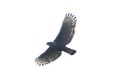 Blyth's Hawk-Eagle - ML618256348