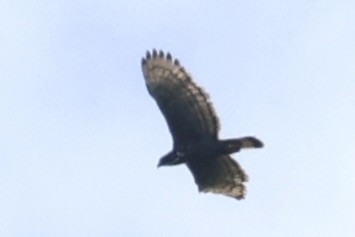 Blyth's Hawk-Eagle - ML618256349