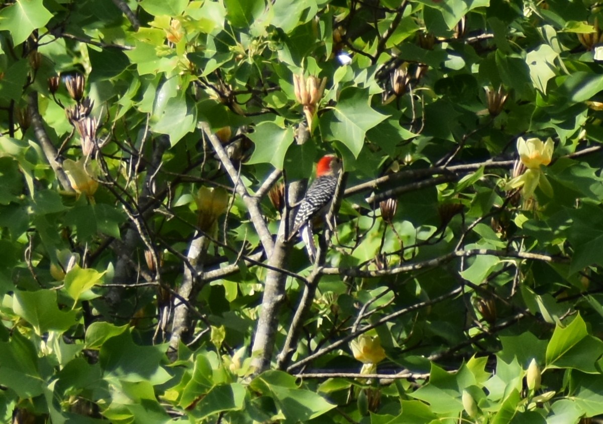 Red-bellied Woodpecker - Robin Toler