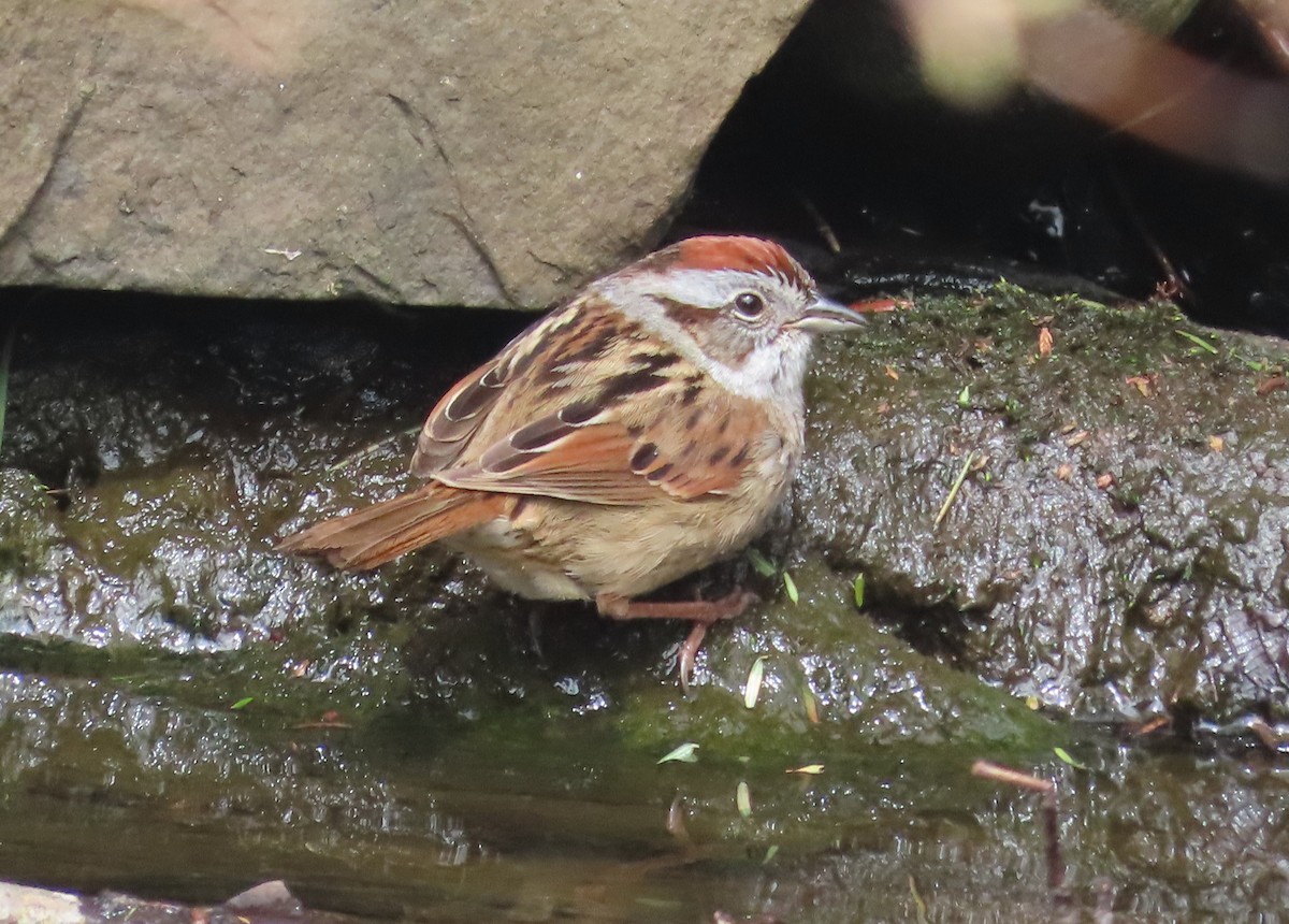 Swamp Sparrow - ML618256380