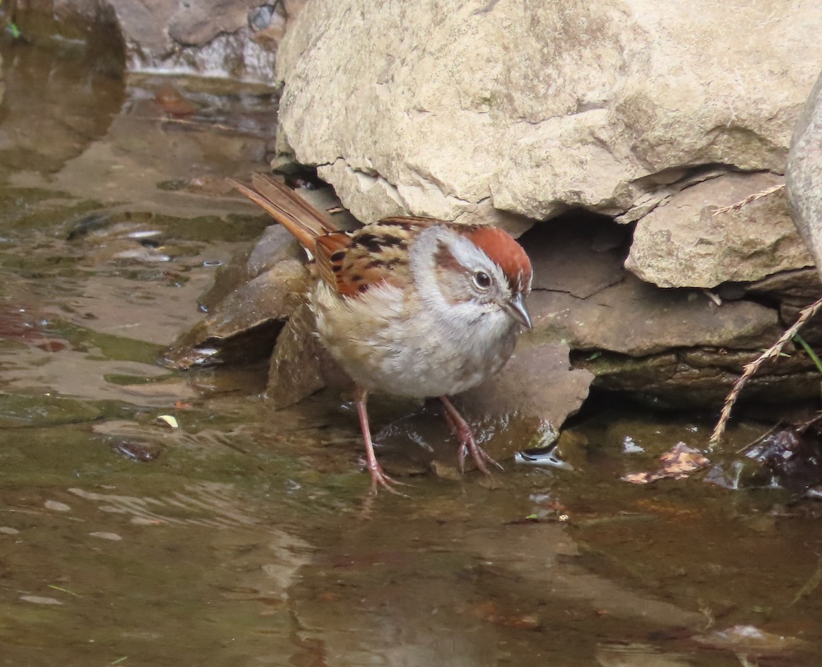 Swamp Sparrow - Gisele d'Entremont