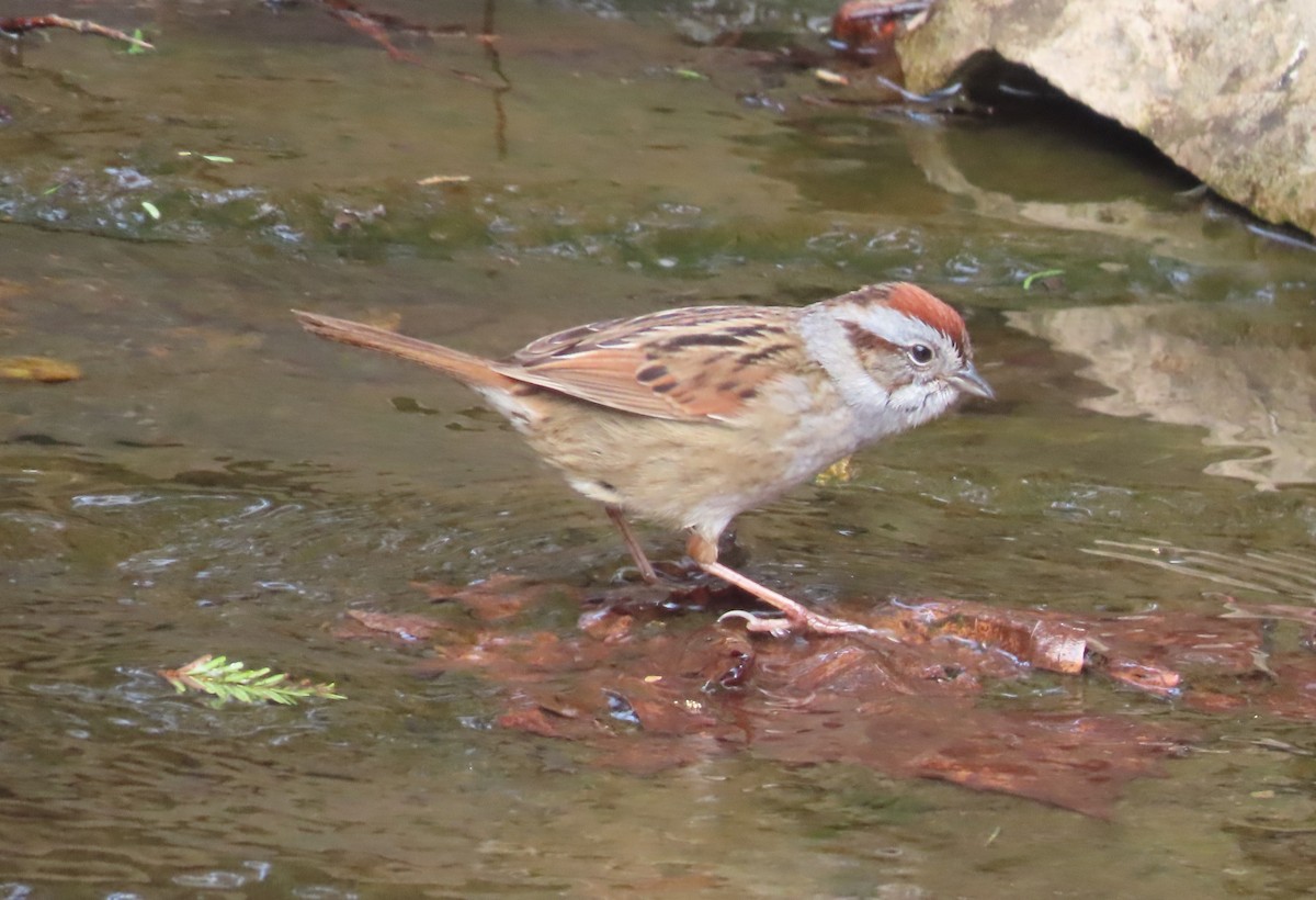 Swamp Sparrow - ML618256382