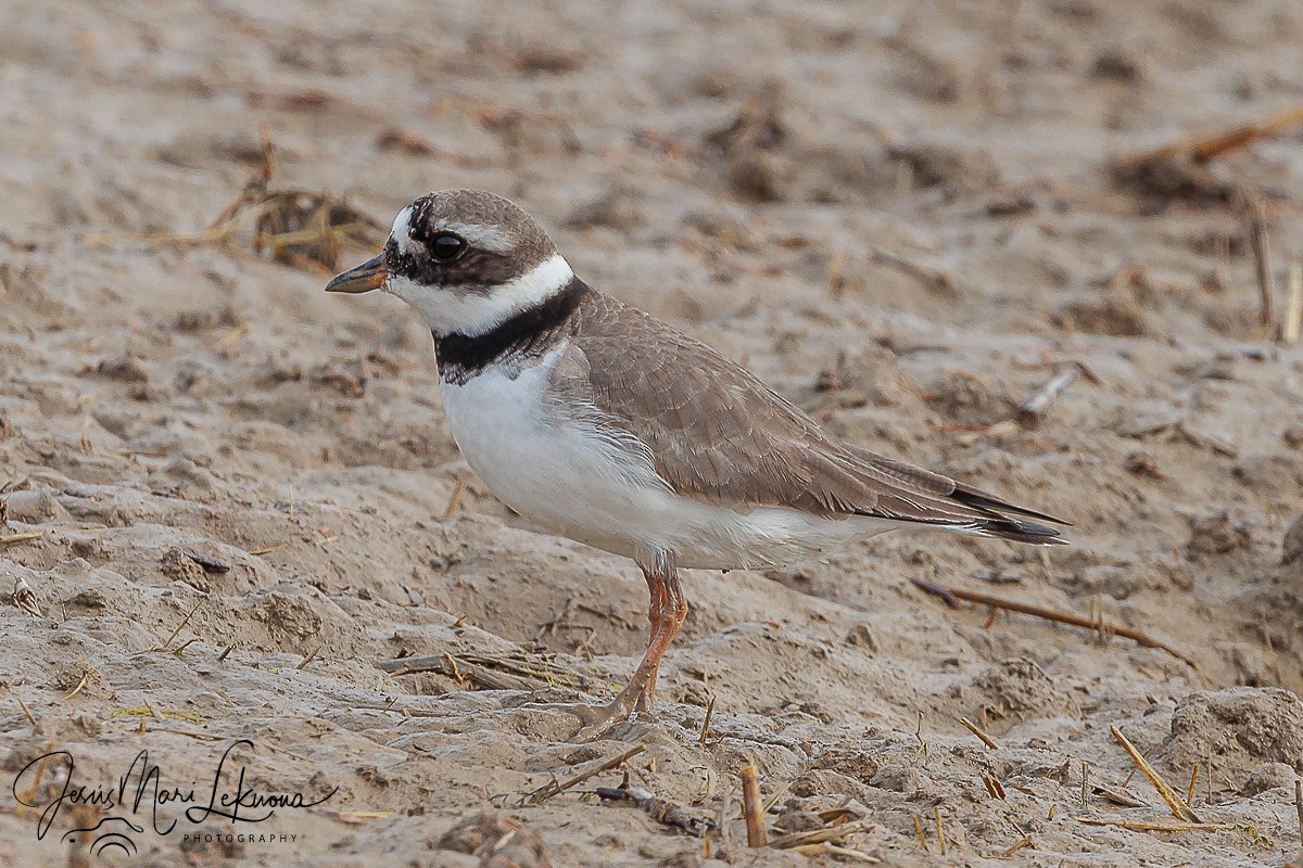 Common Ringed Plover - ML618256398