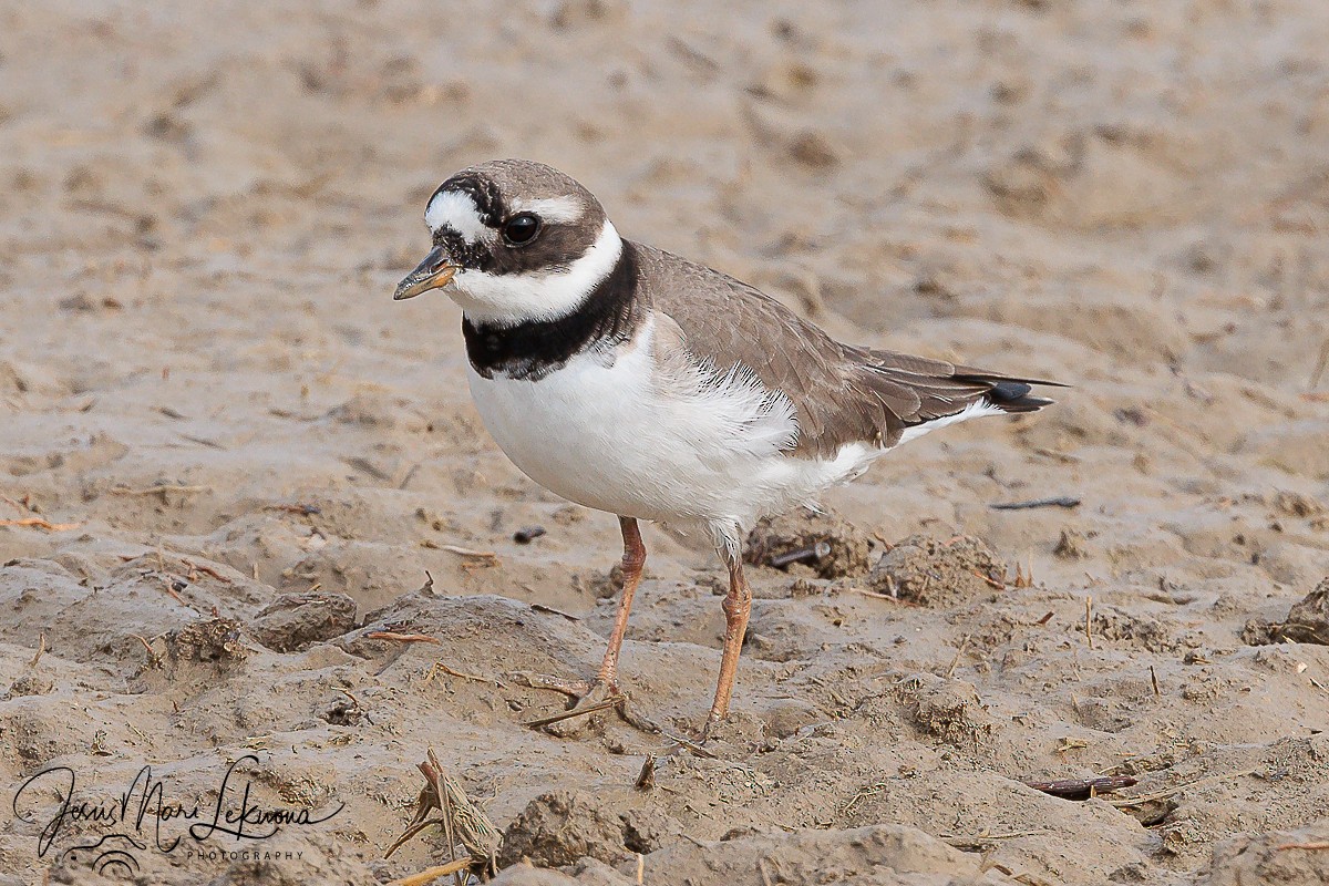 Common Ringed Plover - ML618256399