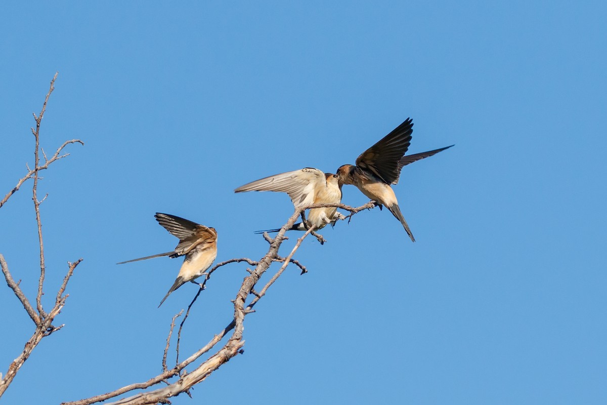 Red-rumped Swallow - ML618256442