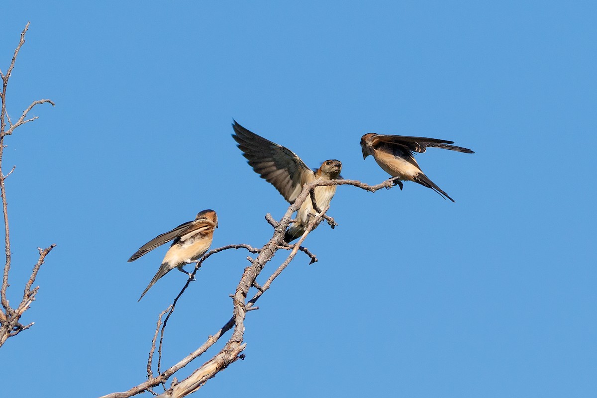 Red-rumped Swallow - ML618256443