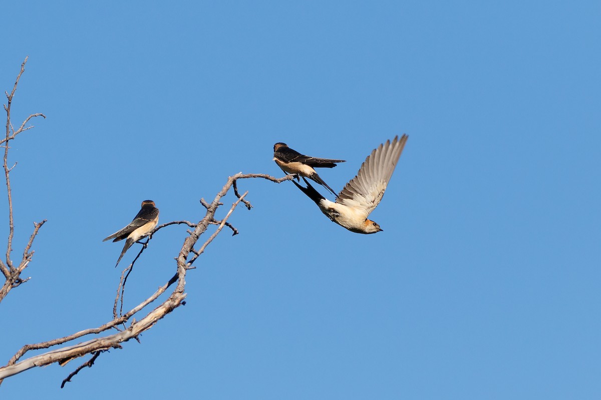 Red-rumped Swallow - ML618256444