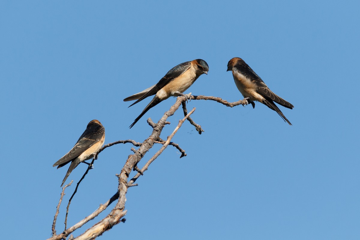 Red-rumped Swallow - ML618256445
