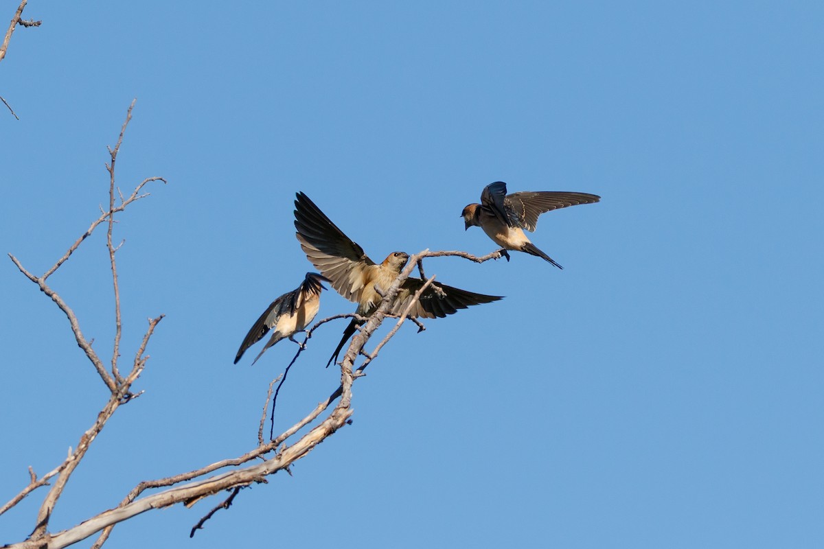 Red-rumped Swallow - ML618256447