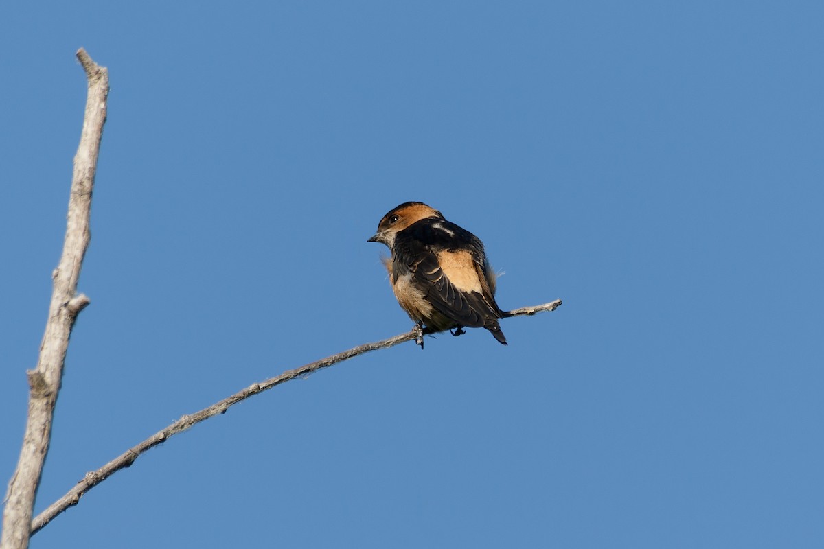 Red-rumped Swallow - ML618256448