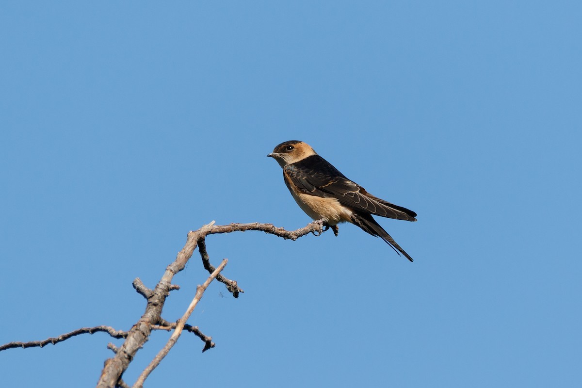 Red-rumped Swallow - ML618256449