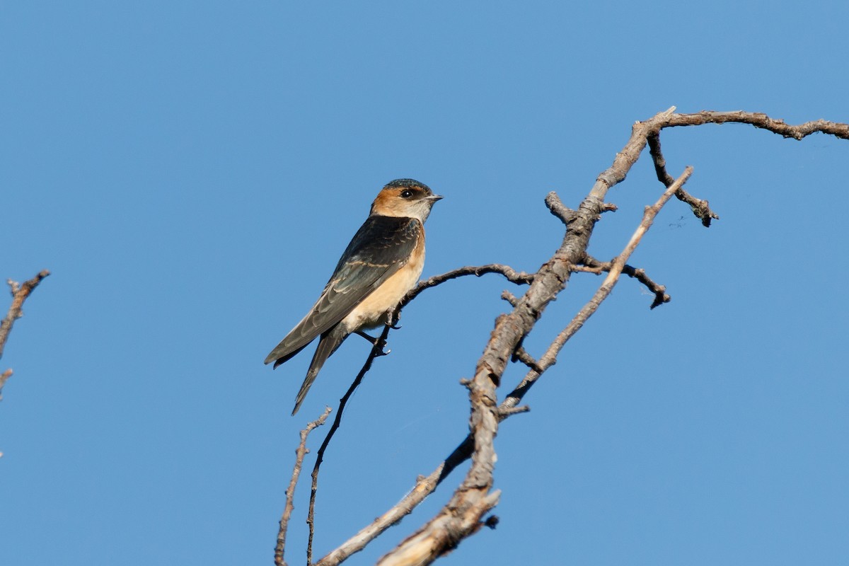 Red-rumped Swallow - ML618256451