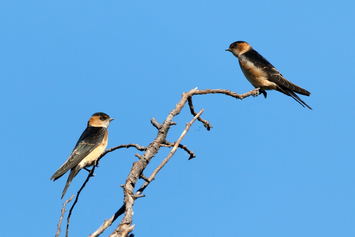Red-rumped Swallow - ML618256452