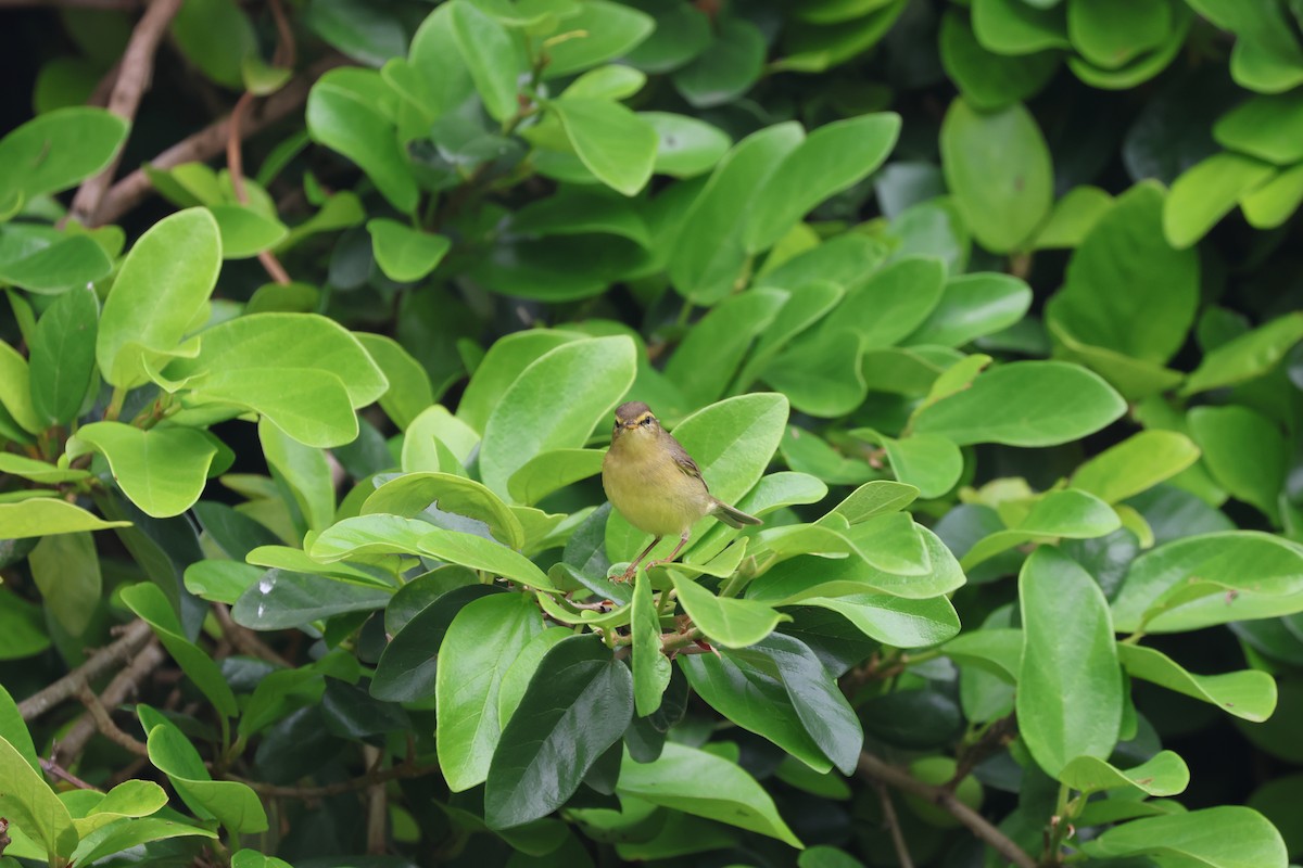 Tickell's Leaf Warbler - ML618256469