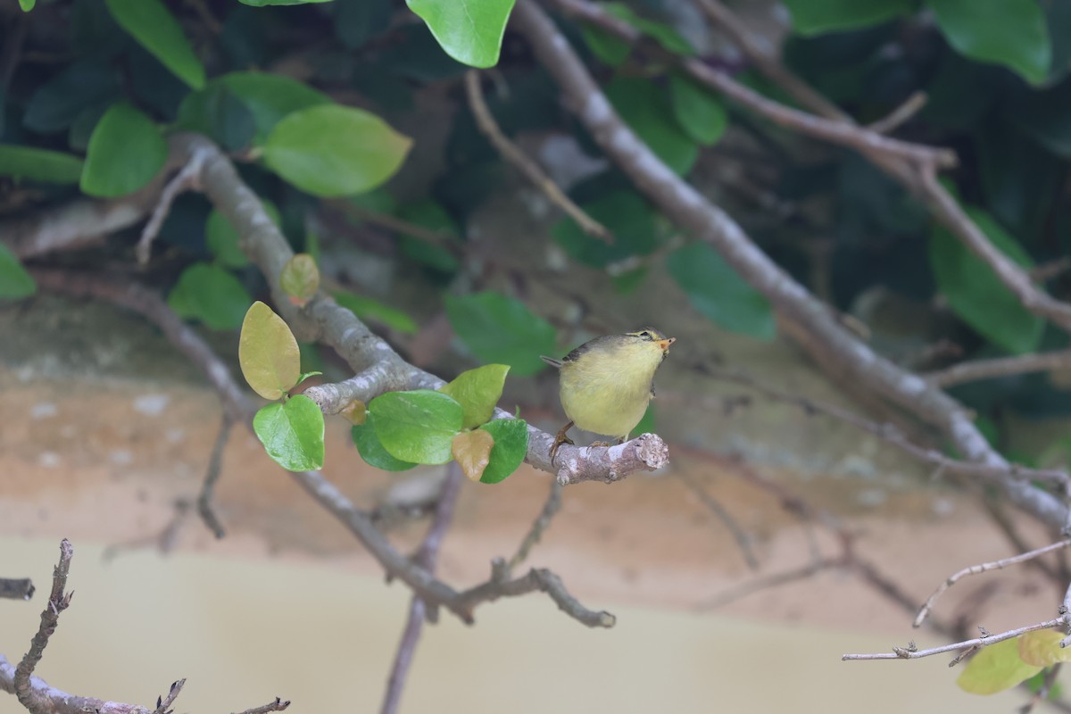 Tickell's Leaf Warbler - ML618256493