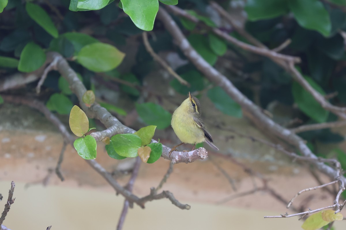 Tickell's Leaf Warbler - ML618256510