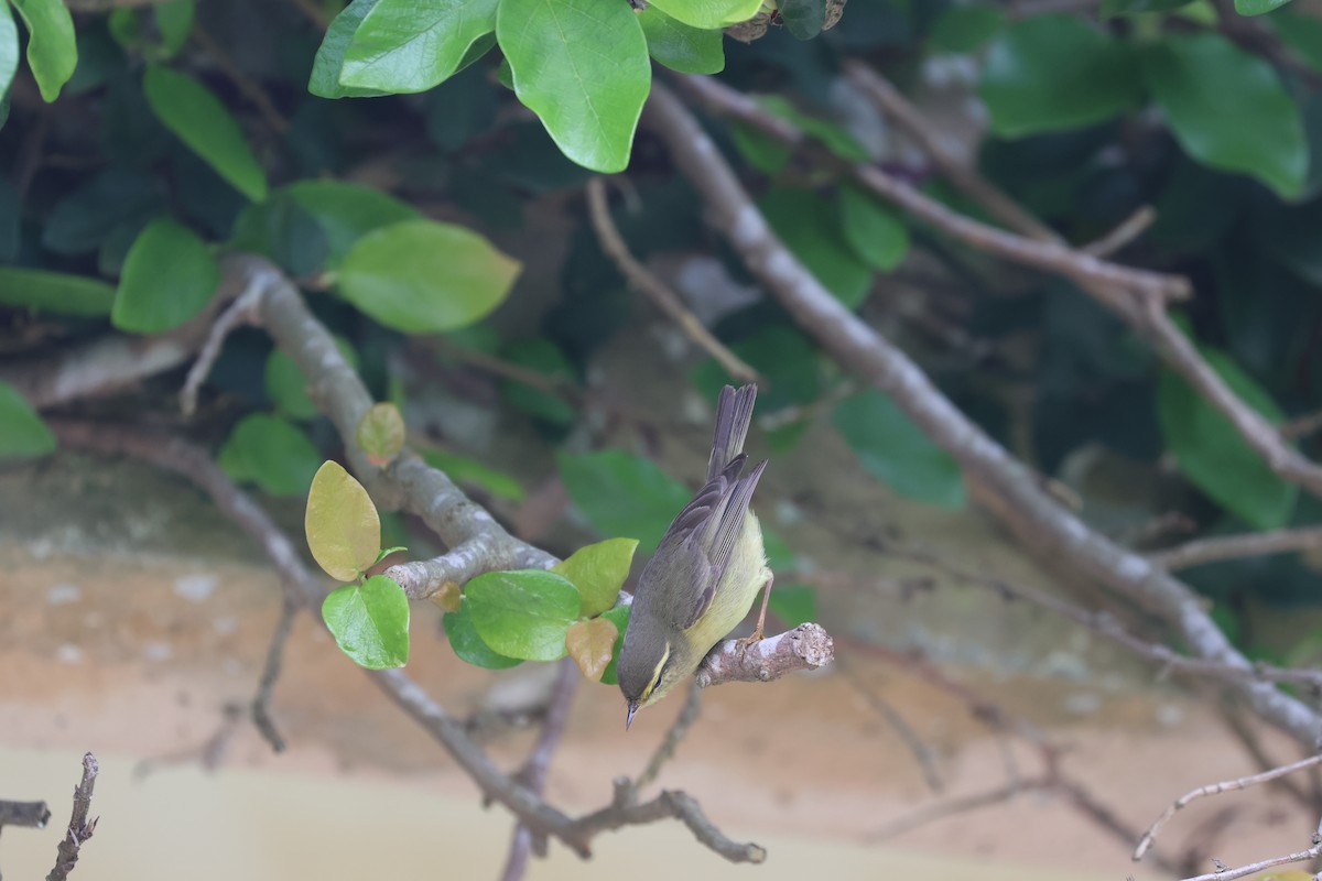 Tickell's Leaf Warbler - ML618256516
