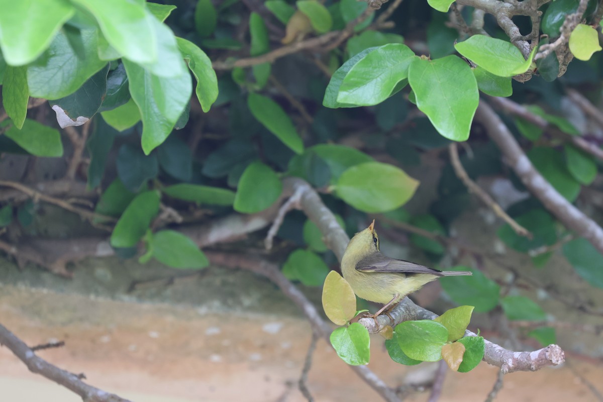 Tickell's Leaf Warbler - ML618256518