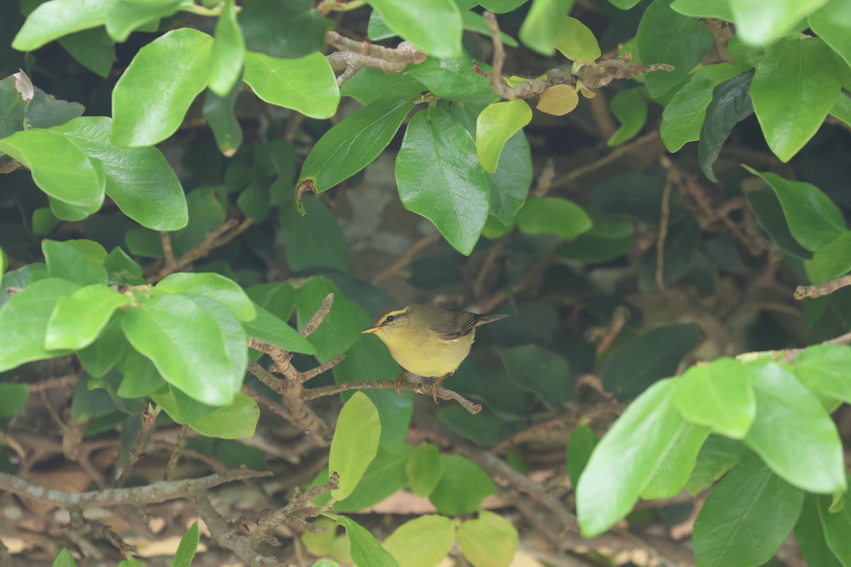 Tickell's Leaf Warbler - ML618256539