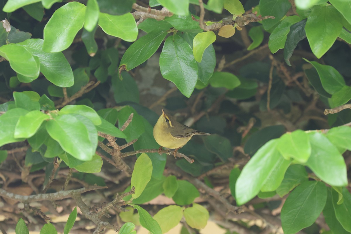 Tickell's Leaf Warbler - ML618256557