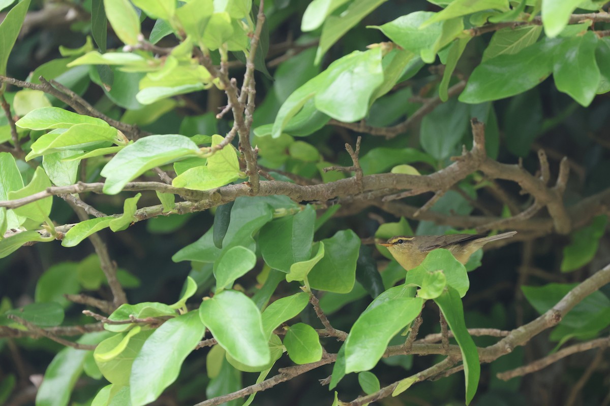 Tickell's Leaf Warbler - ML618256570