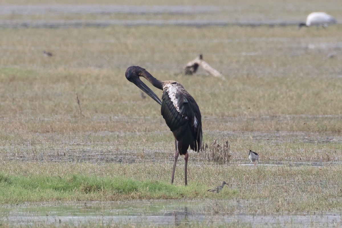 Black-necked Stork - ML618256574