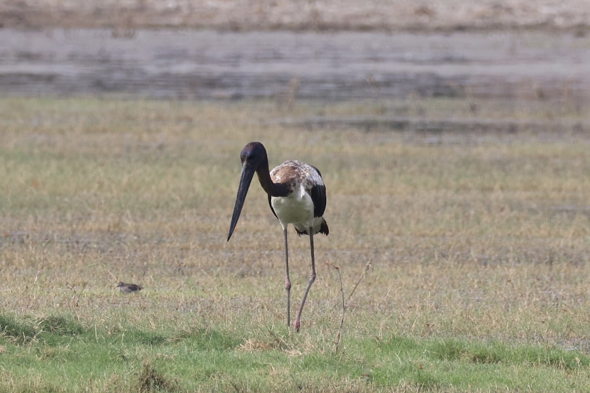 Black-necked Stork - ML618256575