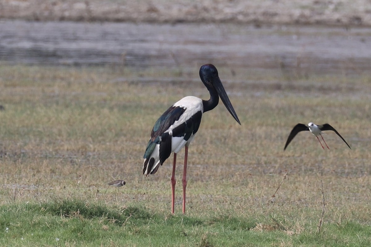 Black-necked Stork - ML618256576